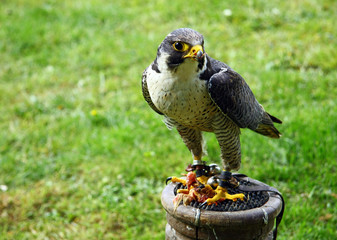 Falcon is sitting and eating