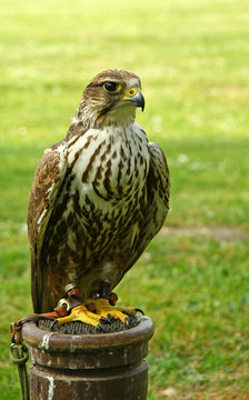 Saker on the perch