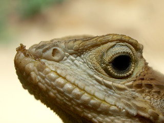 Eidechse