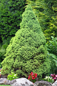 Zuckerhutfichte, Picea glauca Conica