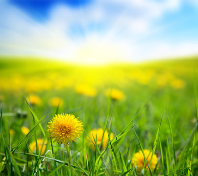 dandelions and sunny day