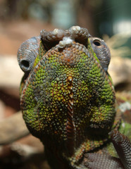 caméléon