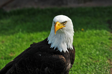 Weisskopf-Seeadler