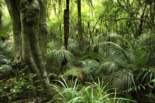 Tropical jungle forest