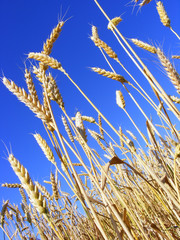 Golden Wheat Ears Before The Harvest