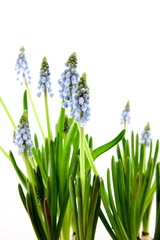Muscari botryoides isolated on white background