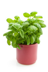 Basil plant isolated on white background