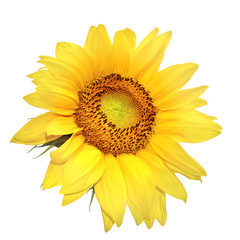 Yellow Sunflower, isolated