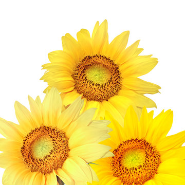 Sunflowers, isolated