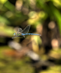 Anax Imperator