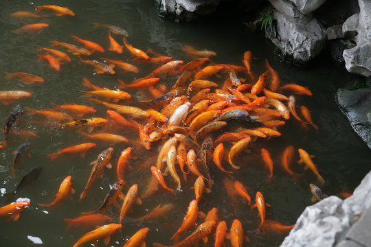 koi