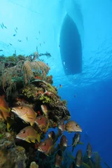 Fototapete Tauchen Korallenriff und Fische unter Wasser