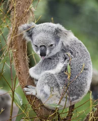 Fotobehang Koala koala die tong uitsteekt  © markrhiggins