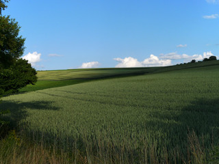 Obraz premium Weizenfeld