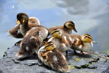 Back Ducks of a Feather Flock Together