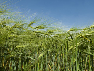 Im Getreidefeld aus der Froschperspektive