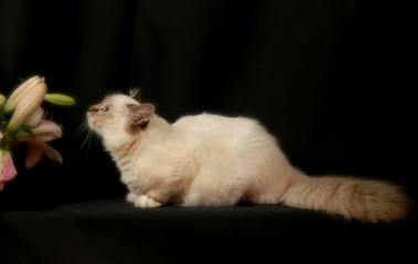 magnifique chat Sacré de Birmanie