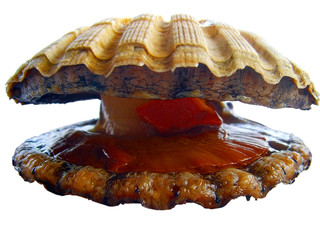 Alive Sea Shell