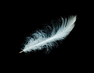 Obraz premium Close up of white feather