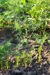 growing green parsley sprouts in soil with selective focus