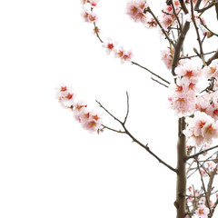 Almond tree pink flowers.