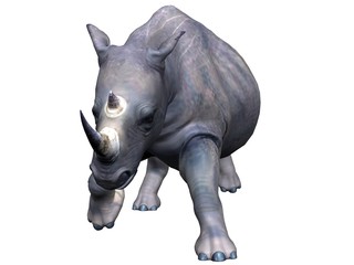 Obraz premium Attacking rhinoceros