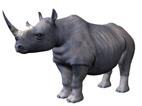 Standing rhinoceros