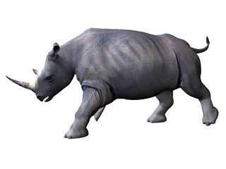 Fototapeta premium Side-view on chaarging rhinoceros