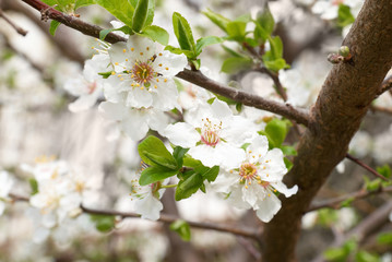 Fototapeta na wymiar Plum-tree white flowers.