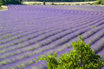 Provance lavander field