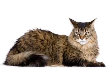 Cat sitting, Maine coon