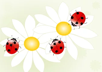 Poster lieveheersbeestje op bloem illustratie © Danu
