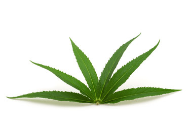 canabis leaf on white background
