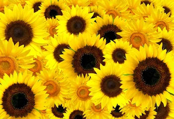 Fotobehang Sunflowers background © Veniamin Kraskov
