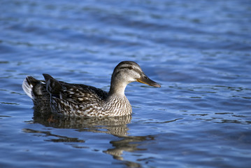 anatra
