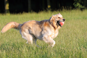 Happy Golden Retriever playing with ball