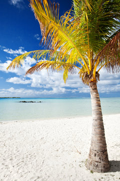 Palm tree on a deserted tropical beach
