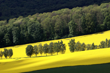 Bäume im Rapsfeld