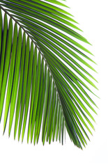 Leaves of palm tree isolated on white background