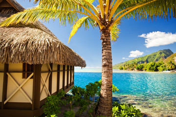 Tropical bungalow and palm tree next to blue lagoon - obrazy, fototapety, plakaty