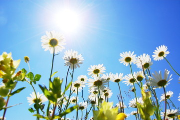 daisy flower in summer with blue sky
