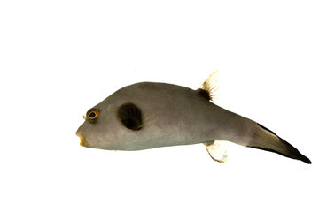 Immaculate Pufferfish