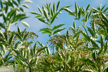 Unreife Holunderfrüchte am Strauch