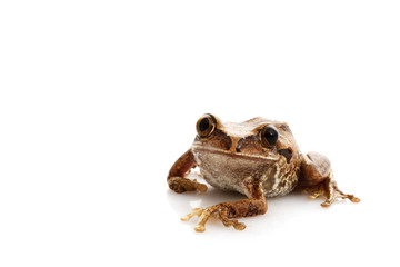 Naklejka premium Big-eyed Tree Frog