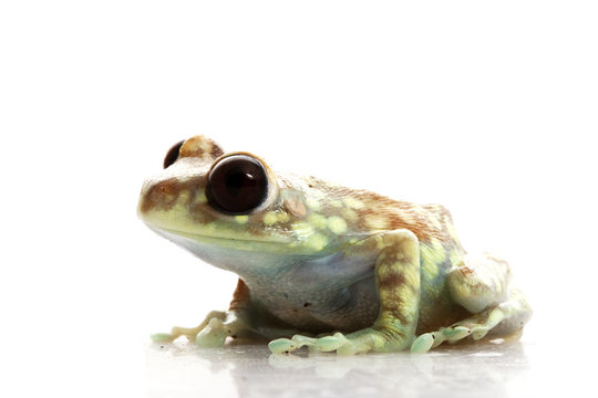 Mountain Reed Frog