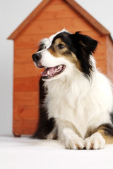 Border collie and her home 2