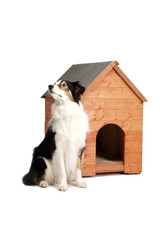 Adorable border collie and her home