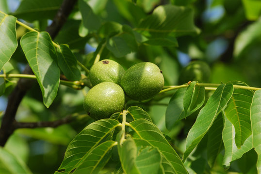 Unreife Waln&uuml;sse am Baum