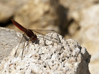 Crocothemis Erythraea
