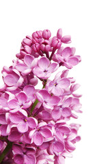 Flowers of a lilac